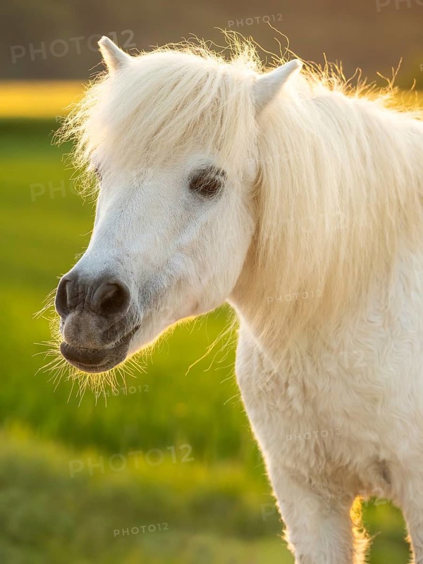 Pony, Shetland pony, mold, gelding, portrait, evening sun, back light