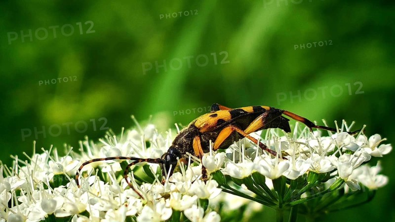 Close-up: a beetle, the spotted longhorn beetle (Rutpela maculata), with yellow and black stripes on a white flower against a green bokeh background, Steinachklamm, Frankenwald nature park Park, Upper Franconia