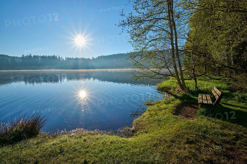 Quiet lakeside landscape at sunrise, with trees and a wooden bench in the foreground, Windgfällweiher, Lenzkirch, Black Forest, Breisgau Hochschwarzwald, Baden-Württemberg, Germany