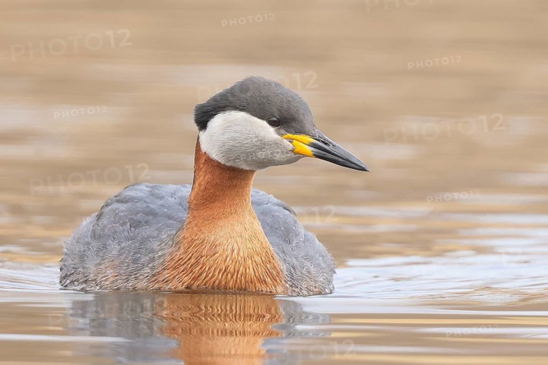 Red-necked Grebe (Podiceps grisegena) grebe, shallow water zone, wildlife, nature photography, Baltic Sea, Baltic Sea island of Fehmarn, East Holstein, Schleswig-Holstein, Germany