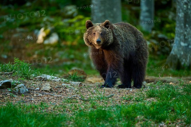 A curious brown bear peeks out from the green forest, European brown bear (Ursus arctos), Slovenia