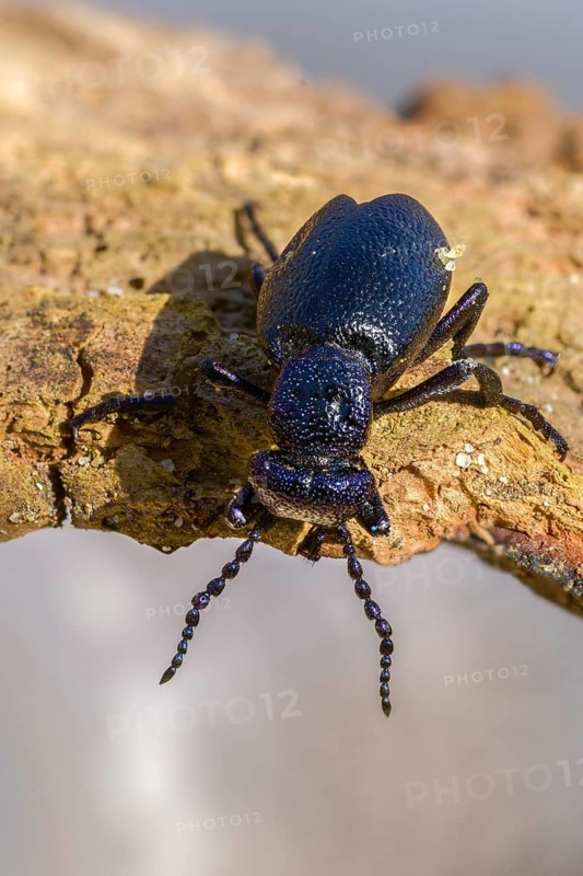 Black oil beetle, meloe proscarabäe, black-blue oil beetle, black mayworm, beetle, coleoptera, high size, portrait format, insects, beetles, oil beetles, oil beetles