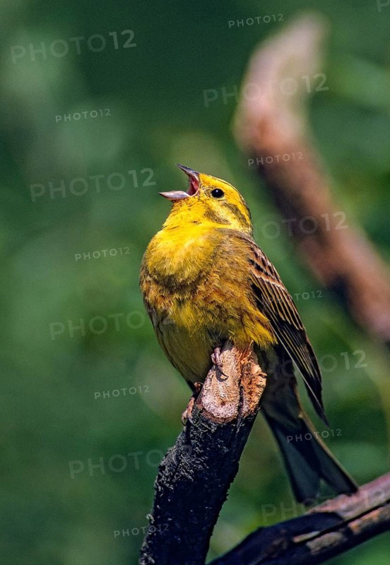 Emberiza citrinella, Yellowhammer, Yellowhammer, birds, song, high size, portrait format, leo, male, passeri, singing, songbirds, birds