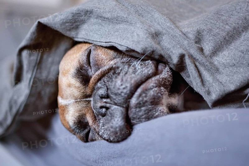 Close up of fawn French Bulldog sleeping under blanket with closed eyes