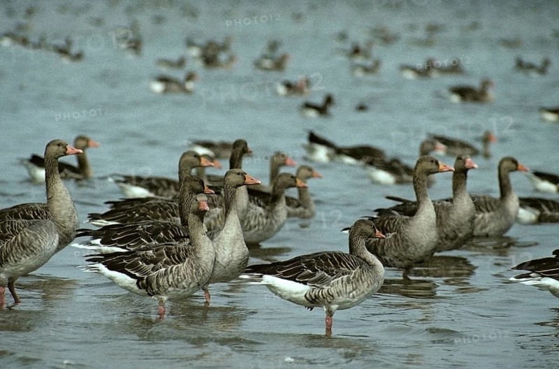 Anser Anser, Greylag or Graylag Goose, Grelag Goose, Anatidae, Birds, Duckbirds, Goose, Geese, Leo, Bird Migration, Birds, Waterbirds