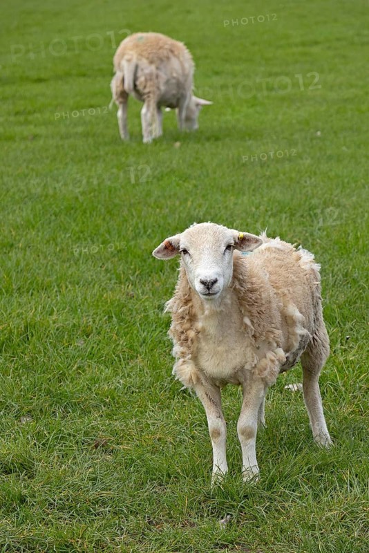 Sheep looking at camera, Alveston, Stratford-upon-Avon, Warwickshire, England, Great Britain