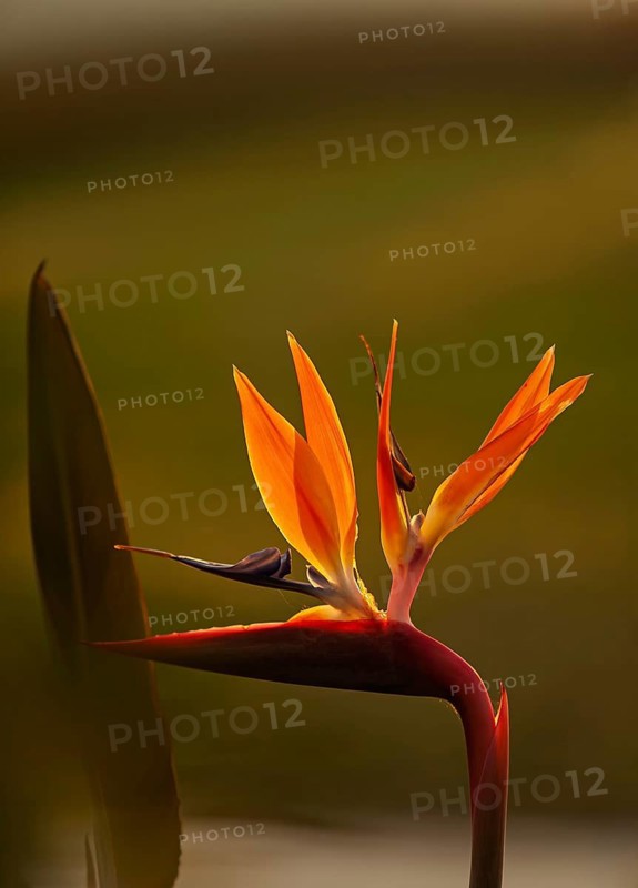 Bird-of-paradise flower (Strelitzia reginae) in the evening light, Cyprus
