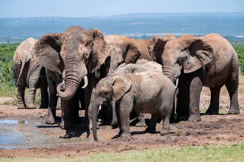 Herd of African elephants (Loxodonta africana) at a waterhole, Addo Elephant National Park, Eastern Cape, South Africa