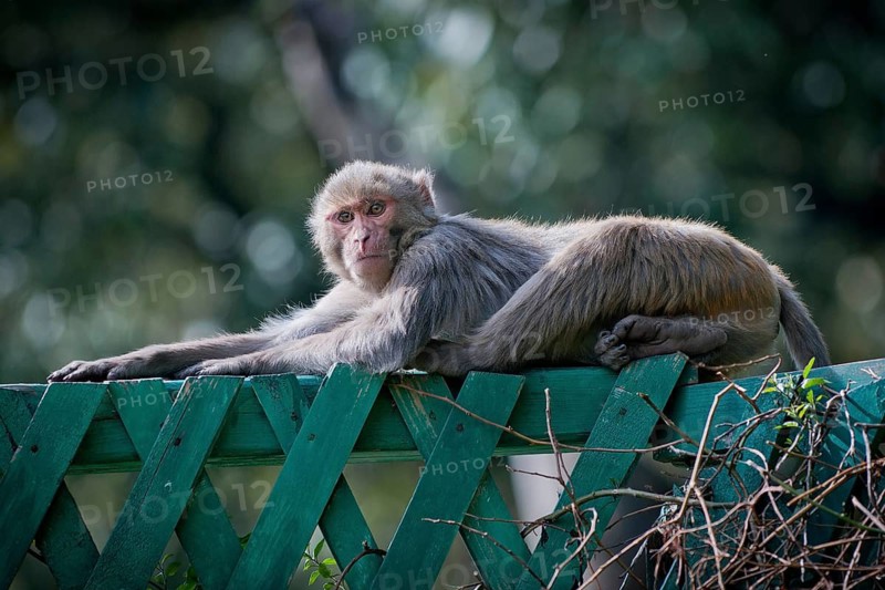 Monkey lying on a green fence, Shimla, Himachal Pradesh, North India, India