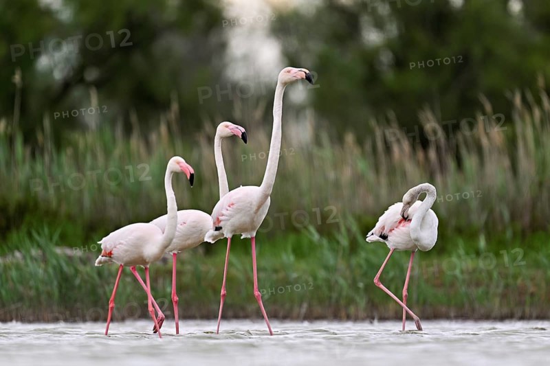 A group of greater flamingos (Phoenicopterus roseus), standing in the water, Camargue Regional Nature Park, southern France