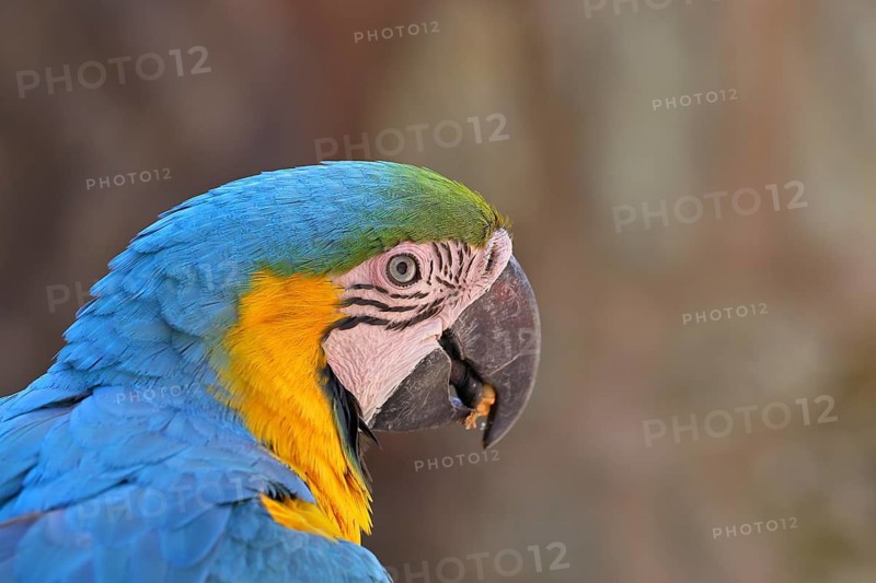 Yellow-breasted Macaw (Ara ararauna), animal portrait, captive, occurrence South America, Hesse, Germany