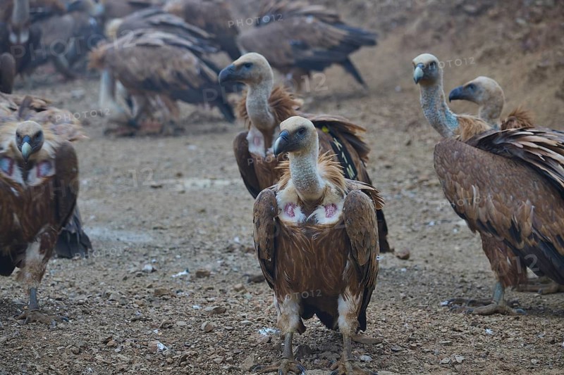 A group of vultures standing close together on the ground, griffon vultures (Gyps fulvus), vultures, Vulture Hide, vulture observation post, Mount Koules, Fratri, Agios Vasilios, Rethymno Province, Crete, Greek Islands, Greece
