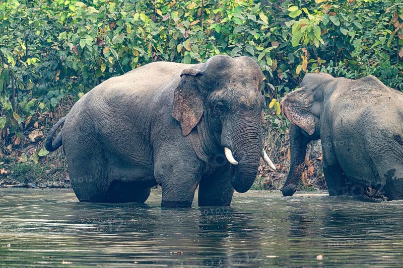 Bull elephant at watering hole, Asian elephant, Elephas maximus, Bardia National Park, jungle, jungle, Nepal