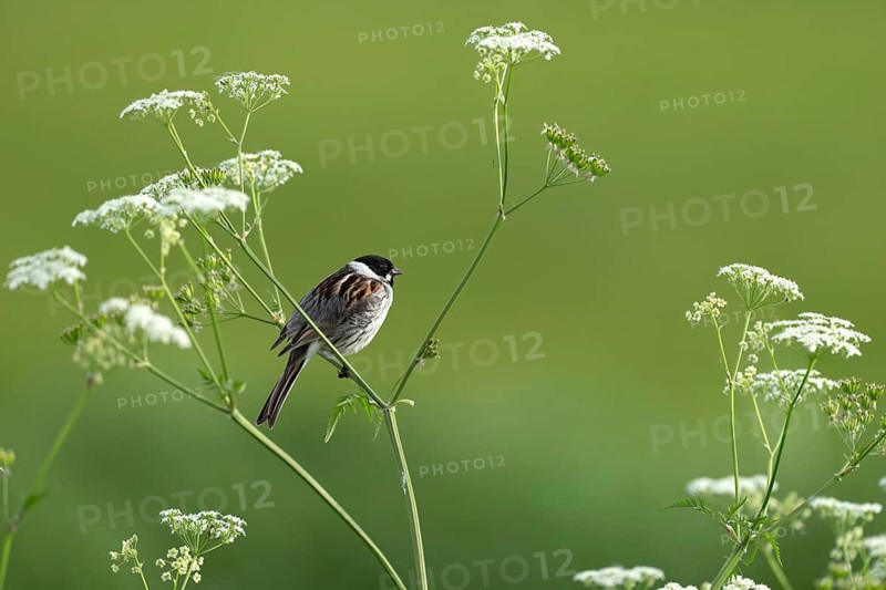 Reed Bunting (Emberiza schoeniclus) perched on meadow cress, Lake Dümmer, Germany