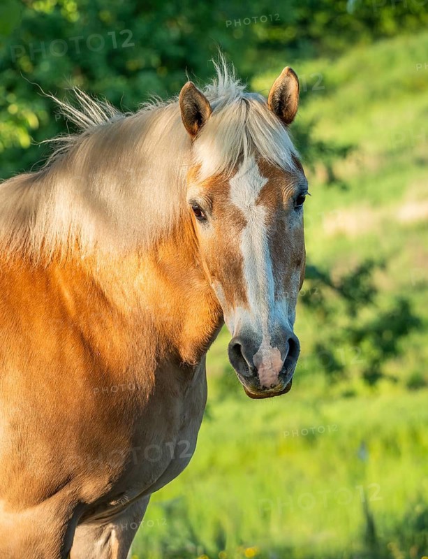 Horse, Haflinger, mare, portrait, evening, in the pasture