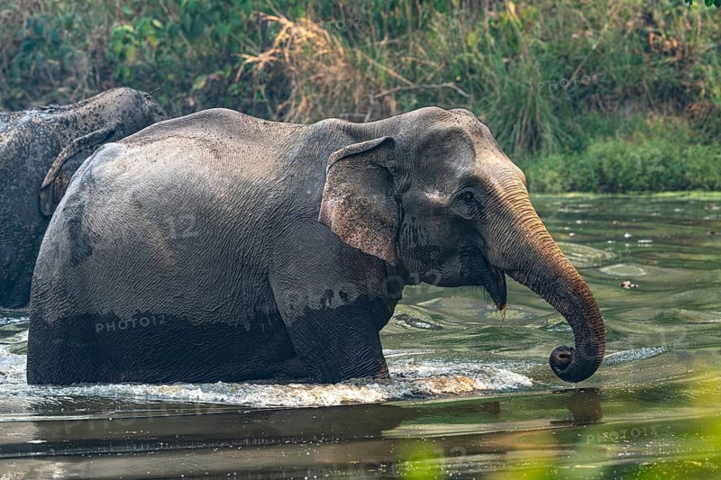 Elephant at watering hole, Asian elephant, Elephas maximus, Bardia National Park, jungle, jungle, Nepal