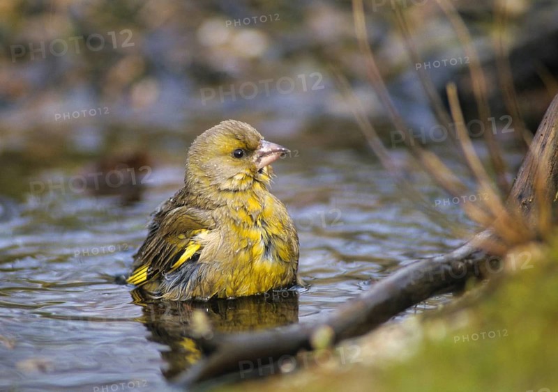 Carduelis Chloris, Chloris Chloris, Greenfinch, Greenfinch, Greenfinch, Greenfinch, Greenfinch, Greenfinch, Greenfinch, Greenfinch, Birdbath, Birds, Watering Place