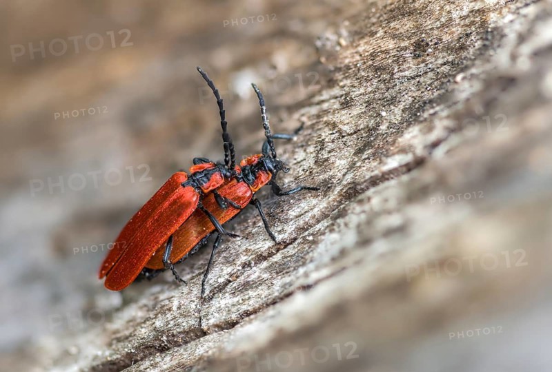 Lycidae, Lygistopterus sanguineus, red net-winged beetle, red-capped beetle, weevil redcover beetle, beetle, coleoptera, insects, copula, beetle, mating