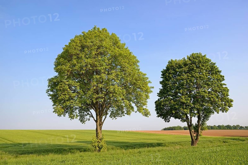 Deciduous trees, maple (Acer) in a rural landscape, blue sky, North Rhine-Westphalia, Germany