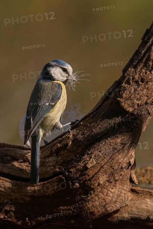 Blue tit, parus caeruleus, birds, feather, high size, portrait format, tits, nest building, passeri, songbirds, tits, birds