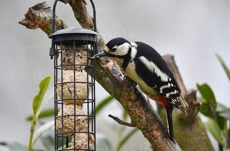 Great spotted woodpecker (Dendrocopos major) eating fat balls, Schleswig-Holstein, Germany