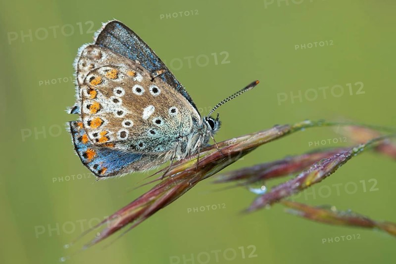 Adonis blue, sky blue blue, Lysandra bellargus, polyommatus bellargus, flew off, blue, butterfly, insects, butterfly, butterflies, butterflies