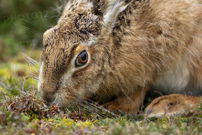 European brown hare (Lepus europaeus) adult animal eating in a grass land England, United Kingdom