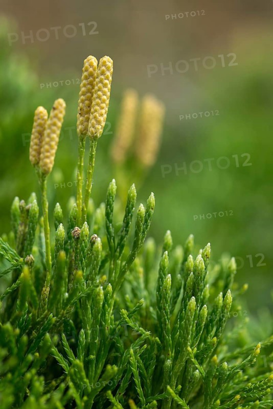 Bearlobe family, diphasiastrum complanatum, flatbear lobe, common flatbear lobe, lycopodiaceae, lycopodium complanatum, tracheophyta, creeping jenny, flora, ground cedar, high size, vertical format, northern running pine, plants