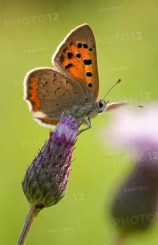 Fire butterfly, small fire butterfly, Lycaena phlaeas, small copper, butterfly, high size, portrait format, insects, butterfly, butterfly, butterfly