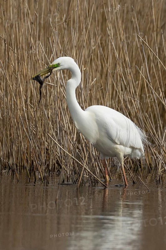 Great white egret (Ardea alba) adult bird in water on the edge of a reedbed with a frog for food in its beak, England, United Kingdom