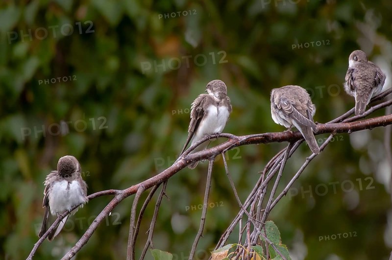 Bank Swallow, Riparia Riparia, Sand Martin, Swallow, Bank Swallow, Birds, Passeri, Songbirds, Birds