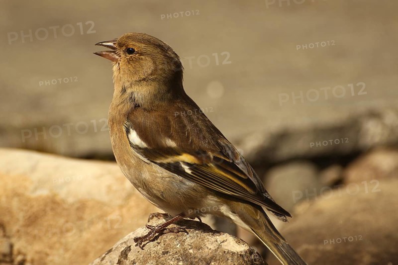 Chaffinch (Fringilla coelebs) female at a garden pond, Allgäu, Bavaria, Germany
