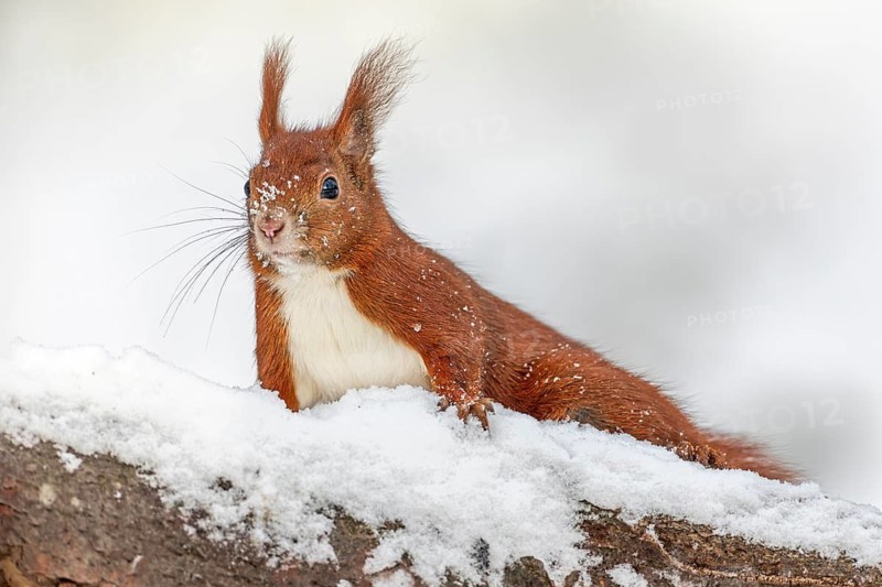 Constant attention ensures the survival of the squirrel (Sciurus vulgaris), winter, snow, cold, sweet, cute, winter food, December, Germany