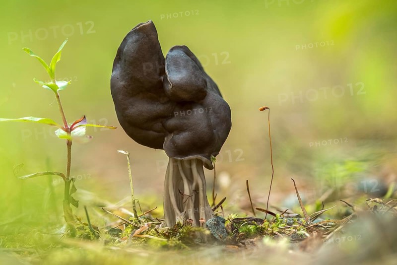 Spring pit laurel, pit laurel, helvella lacunosa, helvella sulcata, helvellaceae, lornel relatives, elf saddle, fluted black elf saddle, fungi, fungus, late grey saddle, mushrooms