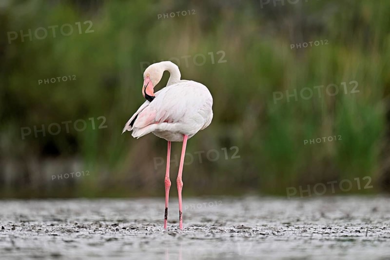 Pink flamingo (Phoenicopterus roseus), standing in the water preening its plumage, Camargue Regional Nature Park, southern France