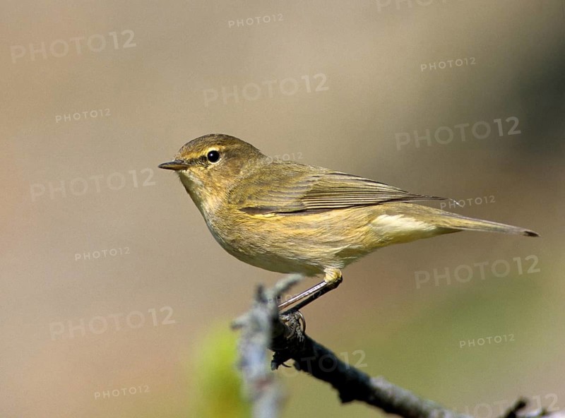 Chiffchaff, phylloscopus collybita, zilpzalp, birds, leo, passeri, songbirds, birds