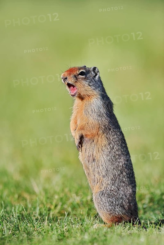 A Columbia ground squirrel (Urocitellus columbianus, Spermophilus columbianus) stands upright in a meadow and calls out, Waterton Lakes National Park, Alberta, Canada