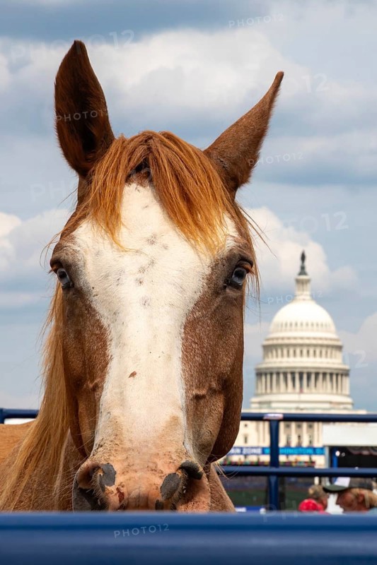 Washington, DC USA - 26 June 2026 - Rodeo 250 is held on the National Mall as part of the Great American State Fair. The Fair was organized by President Donald Trump to mark the United States' 250th birthday
