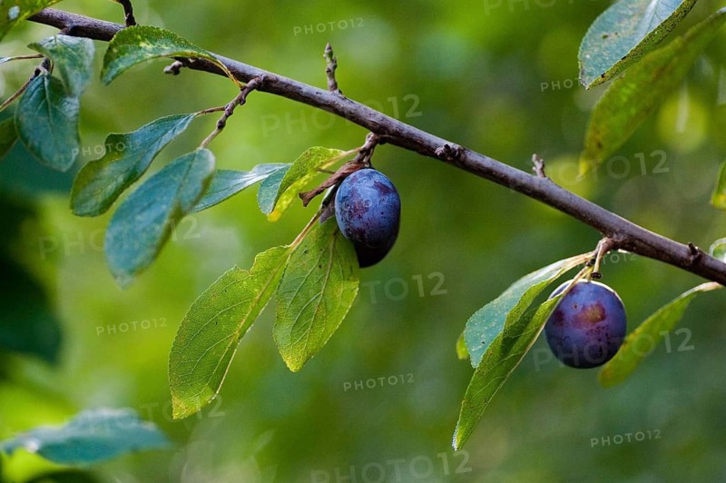 Cultivated plum, cultivated plant, neophyte, plum, Prunus domestica, rosaceae, rose family, flora, plants
