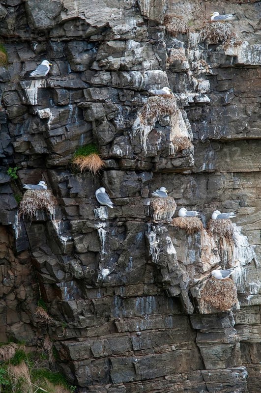 Black-legged Kittiwake, Black-legged Kittiwake, Norway, Rissa Tridactyla, Varanger, Birds, Charadriiformes, Gulls, High Size, Portrait, Limikolen, Seagulls, Birds