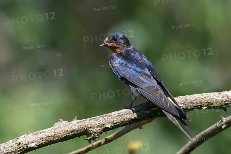 Hirundo rustica, house martin, swallow, birds, passeri, swallows, songbirds, songbirds, birds