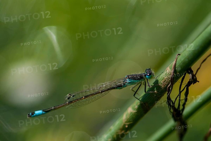 Iberian Bluetail, Ischnura Graellsii, Spanish Dragonfly, Damselflies, Dragonflies, Extremadura, Insects, Dragonflies, Odonata, Spain, Zygoptera