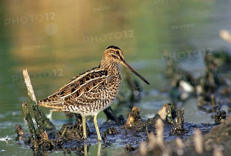 Common snipe, gallinago gallinago, snipe, birds, charadriiformes, leo, limicols, snipe birds, scolopacidae, birds, waders, waders