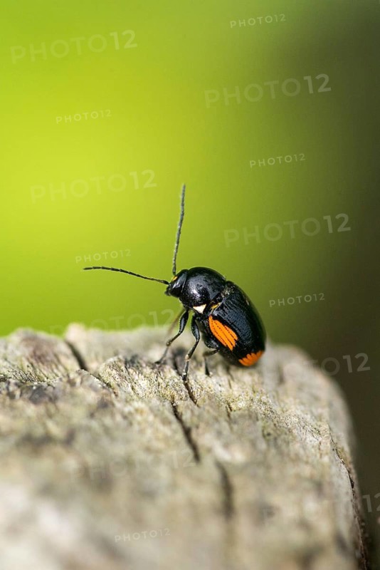 Leaf beetle, chrysomelidae, cryptocephalinae, cryptocephalus moraei, drop beetle, yellow-black leaf beetle, St. John's wort drop beetle, transverse-striped pot beetle, beetle, coleoptera, high size, portrait format, insects, beetles