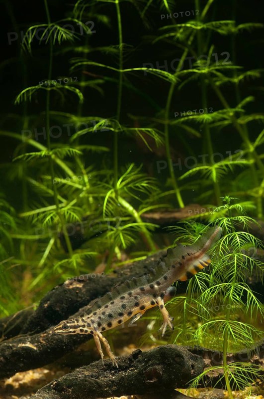 Lissotriton vulgaris, smooth newt, triturus vulgaris, amphibians, amphibians, high size, portrait format, amphibians, male