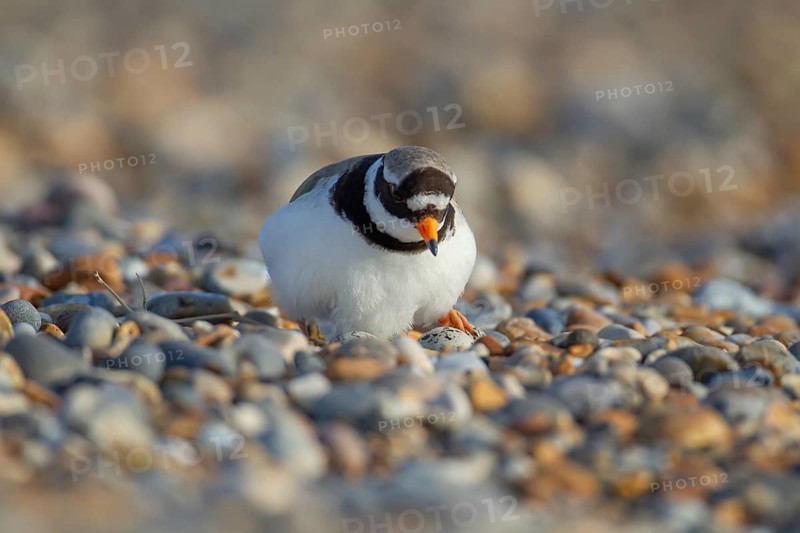 Ringed plover (Charadrius hiaticula) adult wading bird on a nest with eggs on a shingle beach in summer, England, United Kingdom