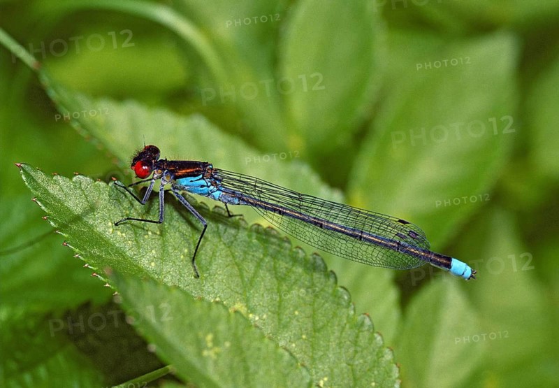Erythromma Najas, large pomegranate eye, red-eyed damselfly, damselflies, dragonflies, insects, leo, dragonflies, male, odonata, zygoptera
