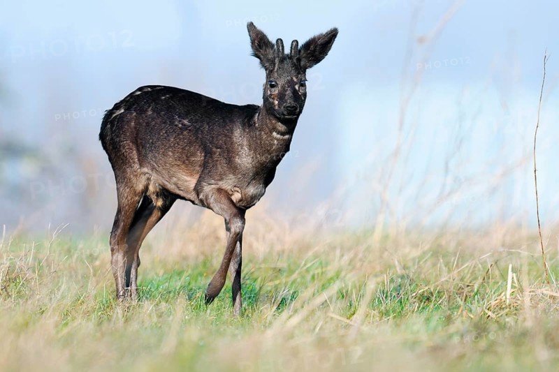 European roe deer (Capreolus capreolus), black roe deer, roebuck with velvet antlers, Lower Saxony, Germany
