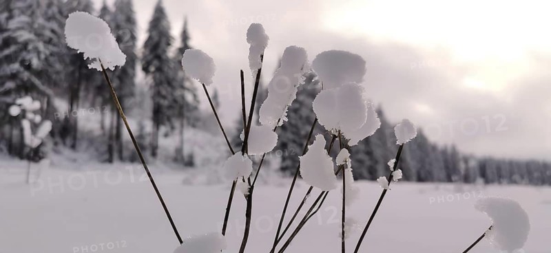 Snow-covered plants against a snowy forest in the background, calm and minimalistic, bokeh, winter in the Franconian Forest nature park Park, Upper Franconia