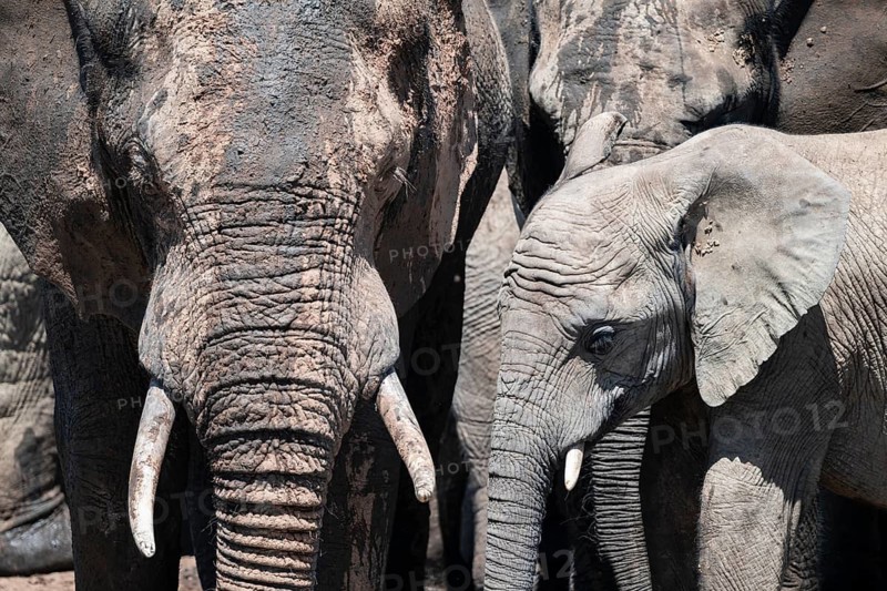 Detail, Herd of African elephants (Loxodonta africana), Addo Elephant National Park, Eastern Cape, South Africa
